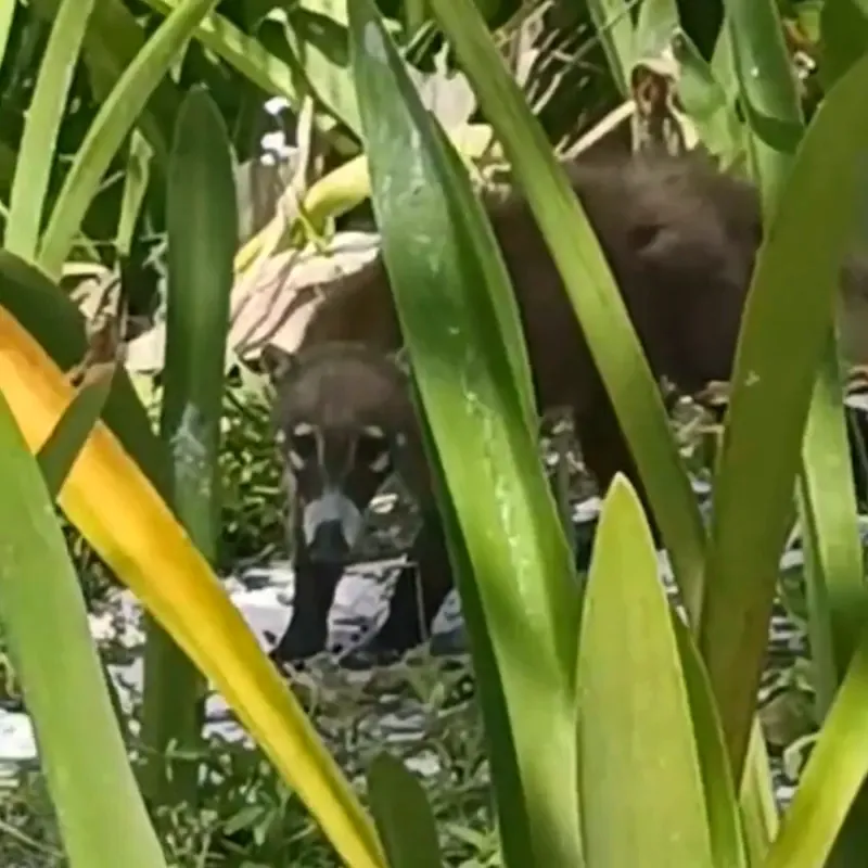 Coatí