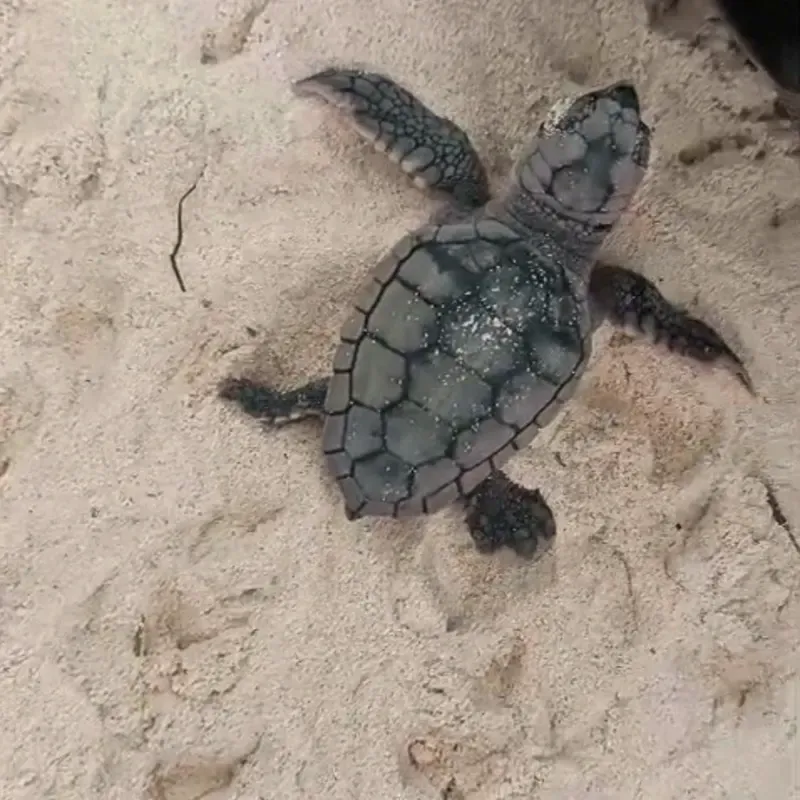 Tortuga recién nacida